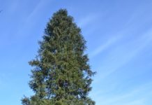 Chamaecyparis lawsoniana – barplanter med en palett i grønne nyanser