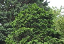 Chamaecyparis obtusa – dvergformer er vanligst