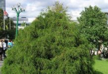 Chamaecyparis pisifera – populære sortsgrupper med stor prydverdi