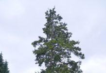 Chamaecyparis pisifera – sypress med kongler små som erter