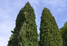 Cupressus nootkatensis – kjær sypress har mange navn