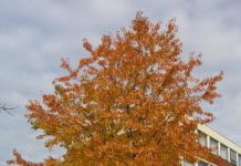 Prunus avium – viltvoksende treslag til pryd og nytte