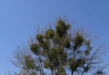 Viscum album – en halvsnylter med juletradisjoner