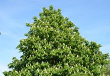 Aesculus hippocastanum – et eksotisk innslag i norske grøntanlegg