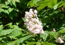 Aesculus hippocastanum ‘Baumannii’ – hestekastanje uten fruktsetting