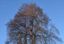 Tilia cordata – spontan i edelløvskog og populær i bymiljø