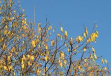 Corylus avellana – først i blomst om våren