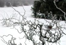 Corylus avellana ‘Contorta’ – hassel med krokete, vridde skudd og greiner