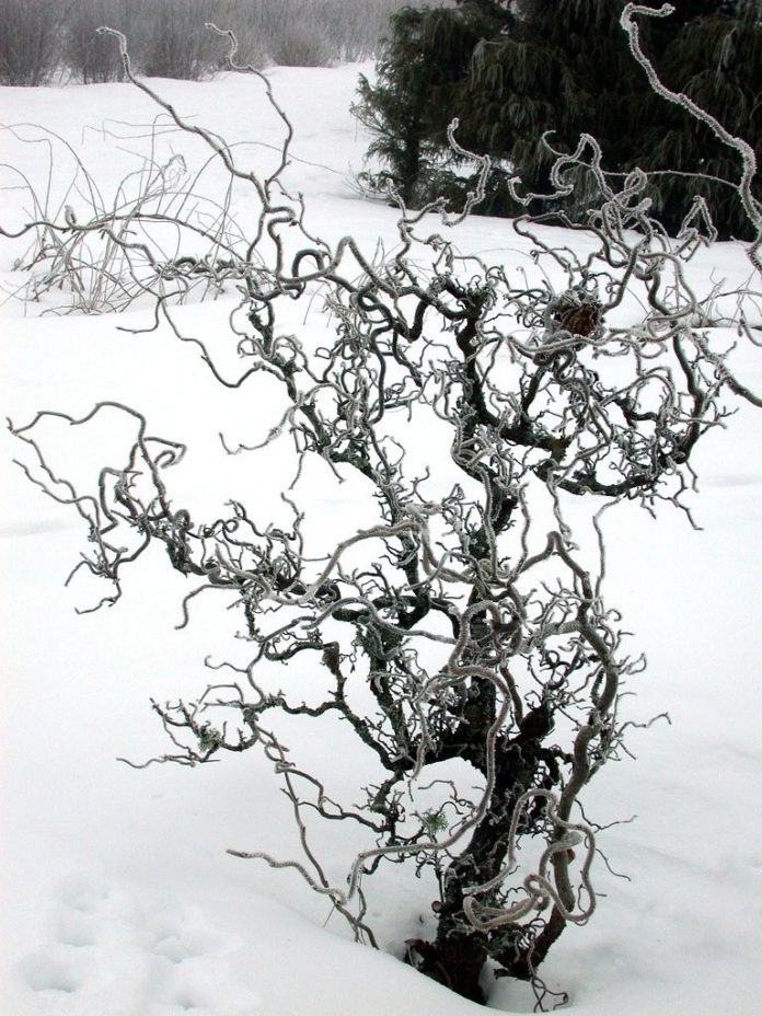 NBVU-014221_red