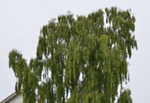 Betula pendula – bidrar med vårstemning og nysetokter