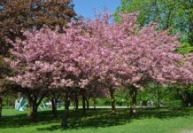 Prunus serrulata ‘Kanzan’ – rosa blikkfang om våren