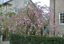 Prunus serrulata ‘Kiku-shidare-zakura’ – rosa blomster på hengende greiner
