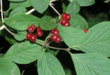 Frøformering av viltvoksende lignoser