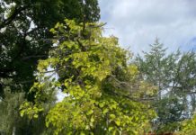 Nytt liv i dødt tre