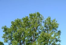 Populus x berolinensis – poppel kjent via trønderroman