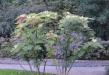 Aralia elata – et treslag for atriumshagen
