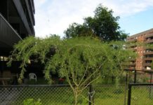 Caragana arborescens ‘Lorbergii’ – sibirertebusk med grasiøst utseende