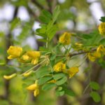 Caragana_arborescens_bls_Vinterbro3red