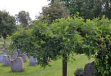 Caragana arborescens ‘Pendula’ – sibirertebusk med hengende greiner