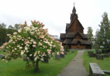 Hydrangea paniculata ‘Grandiflora’ – et høstblomstrende parktre