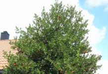 Ilex aquifolium – ikke bare til juledekorasjoner