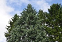 Picea engelmannii – en blålig gran med opphav i amerikanske fjell