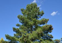 Pinus peuce – silkefuru fra Balkan