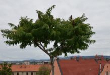 Rhus typhina ‘Dissecta’ og ‘Laciniata’ – hjortesumak med flikete småblader