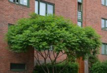 Rhus typhina – med vinterkvist som hjortens bastgevir