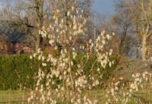 Salix pentandra – trær med «bomullsdotter» på seinhøsten
