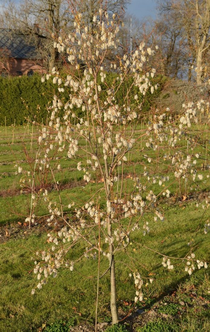 Salix_pentandra_frukt_Ås8redjust