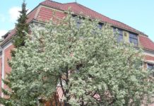 Sorbus aria – asal med lyst bladverk om våren