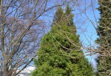 Thujopsis dolabrata – med bar som oppsiktsvekkende blikkfang