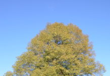 Tilia platyphyllos ‘Laciniata’ – lind med flikete blader