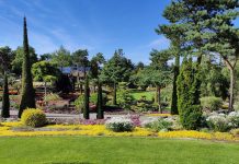 Der ingen skulle tro at palmer kunne gro