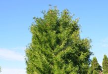 Sciadopitys verticillata – en gjenlevende med særpreg