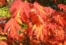 Høsten – en fargerik tid i parkene våre