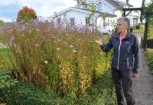 Hagen i hagen – en produsent av villflorastauder