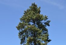Pseudotsuga menziesii – blant stillehavskystens kjemper