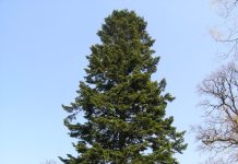 Abies alba – et europeisk skogstre som forviller seg hos oss
