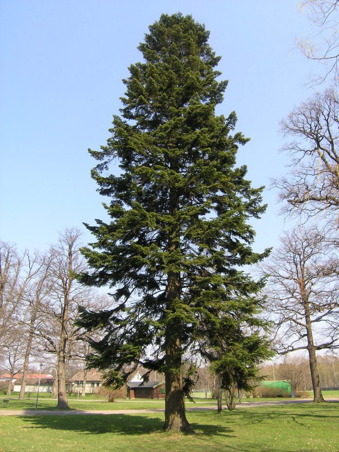 Abies_alba_Horten4