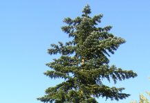 Abies amabilis – en yndefull edelgran med dekorativt bar