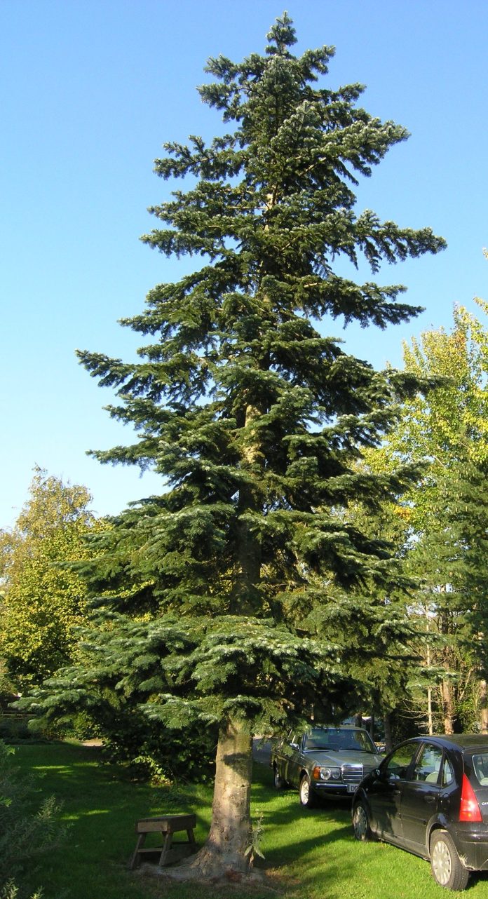 Abies_amabilis_Ås2red
