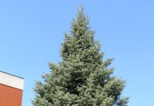 Abies concolor – ensfarget edelgran med lange nåler
