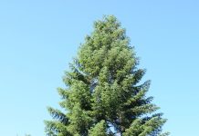 Abies grandis – giganten blant edelgraner