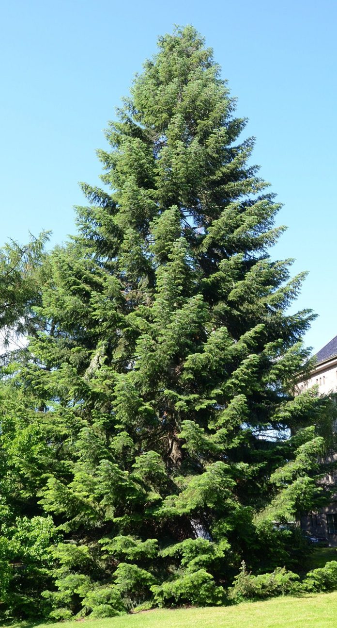 Abies_grandis_Tøyen_Oslo3redjust