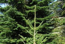 Abies nordmanniana – dagsaktuelt juletre og bartre i 1800-tallets parker