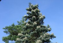 Abies pinsapo – edelgran fra sørspanske fjell
