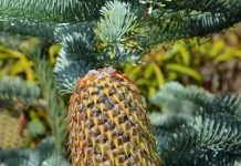 Abies procera – en nobel edelgran med dekorativt bar