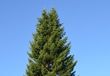 Abies sibirica – edelgran for innlandets vinterkulde